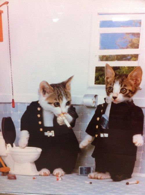 Chat Kifume
